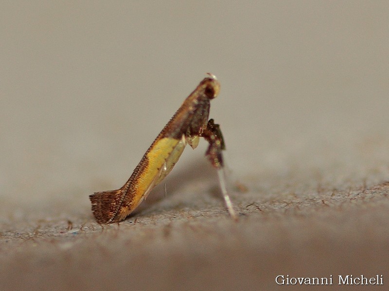 Chi  questa micro? Caloptilia azaleella, Gracillariidae